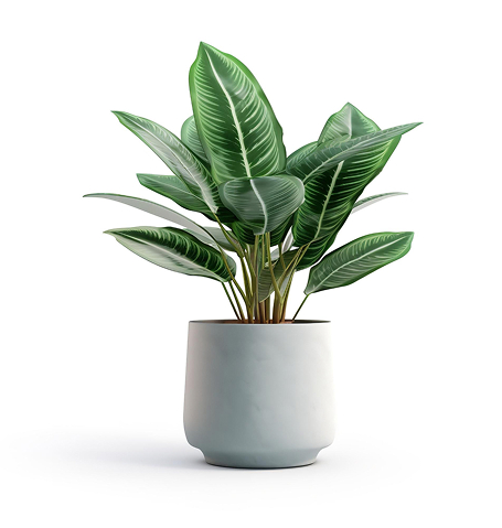 Elementor #1327 house plant.jpg