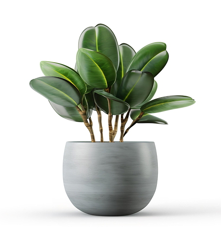 Elementor #1327 outdoor plant.jpg
