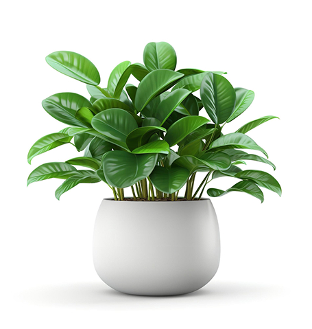 Elementor #1327 succulents.jpg